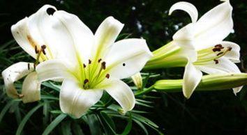 百合无归处,无归处的悲歌