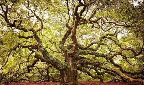 谢尔比橡树,探寻美国汽车文化的传奇之树