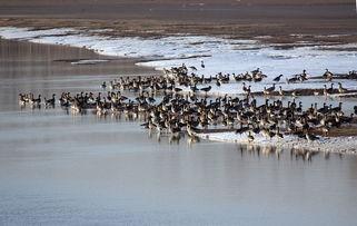 七九河开,七九河开，万物复苏